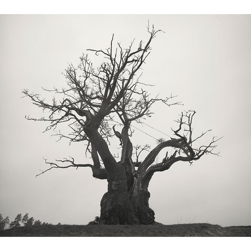 SEKAI NO OWARI 2010-2019 通常盤（2CD） – TOY'S STORE