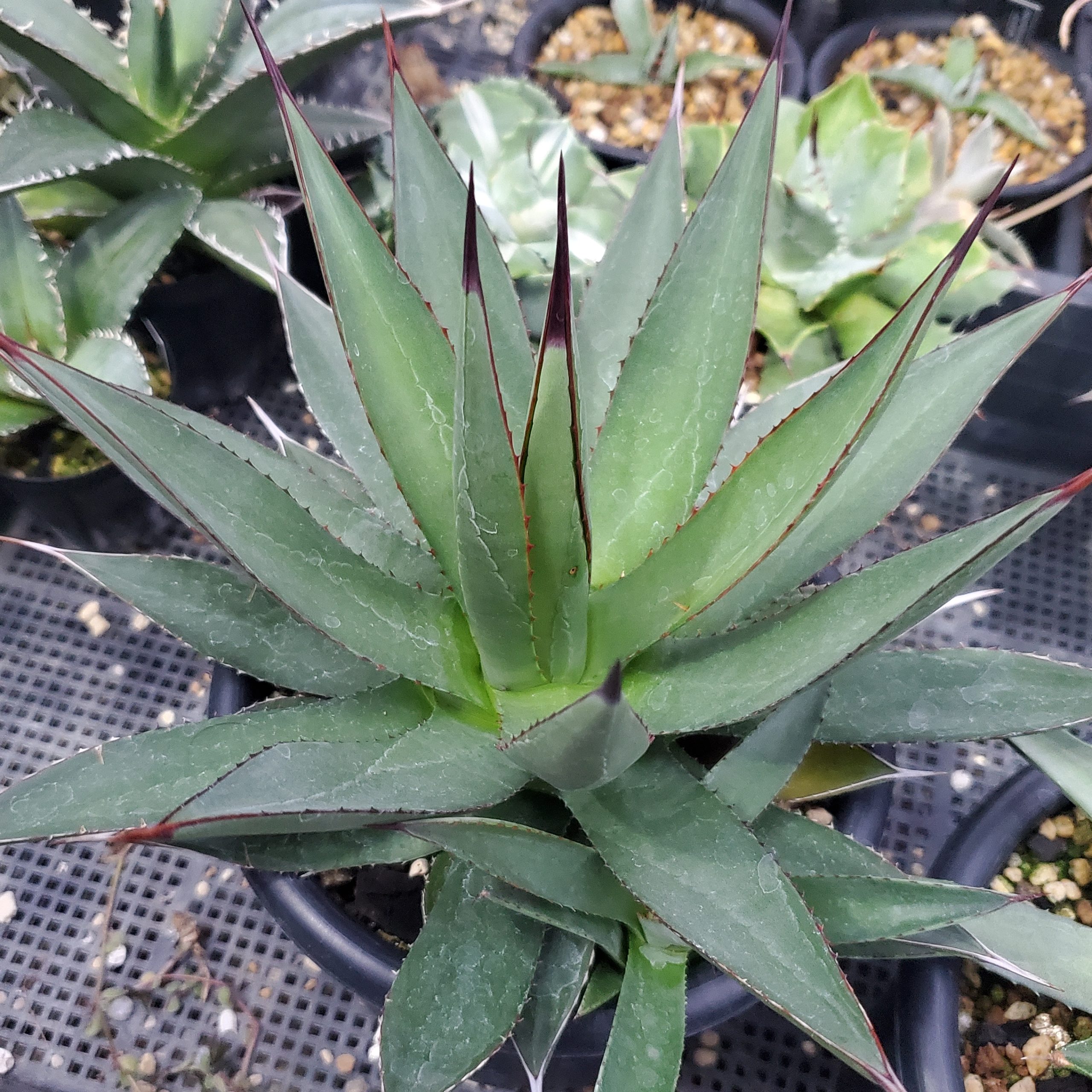 アリゾニカ（細葉） – ROUKA – Succulents Note