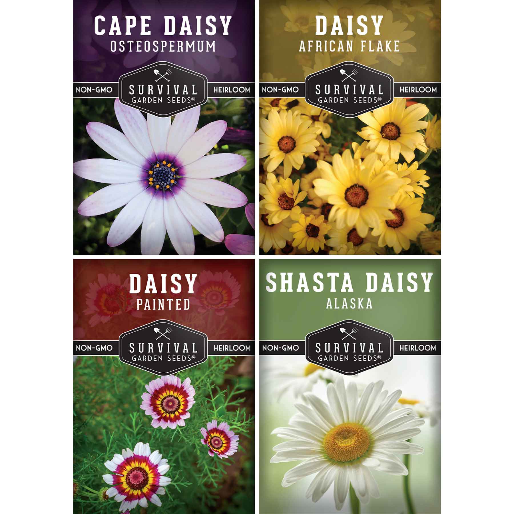 Daisy Seed Collection – SurvivalGardenSeeds