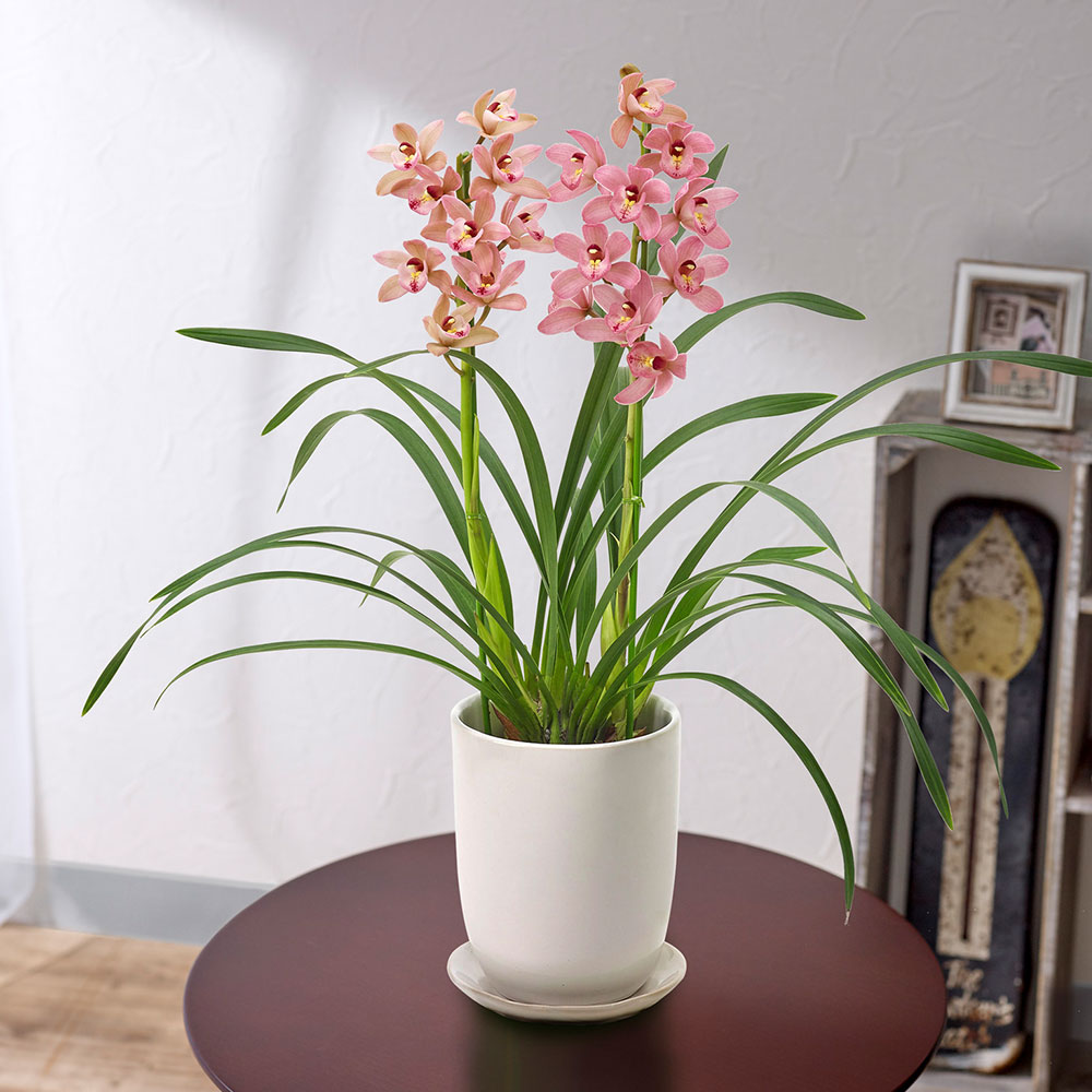 高知県 石田蘭園 テーブルシンビジウム（ピンク系） | 花・花束を贈る