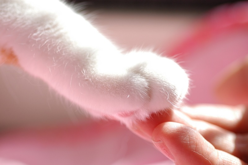 しあわせにゃんこ 東京の千駄木・谷中で活動中の猫の譲渡会グループです。