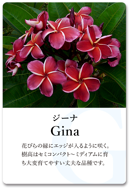 PLUMERIA GUIDE＜プルメリア図鑑＞ | サイタマ プルメリアフェスティバル