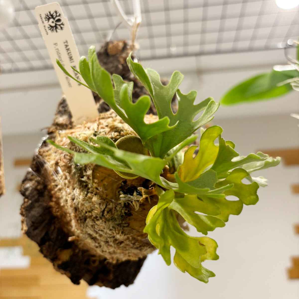 Bat Plant] Small | Platycerium Ridleyi Dwarf Silver with Cork