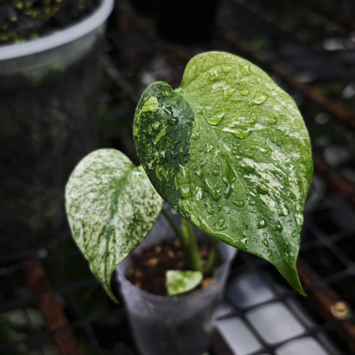 モンステラ ミント 斑入り 限定2株/シロウト園芸選抜】モンステラ