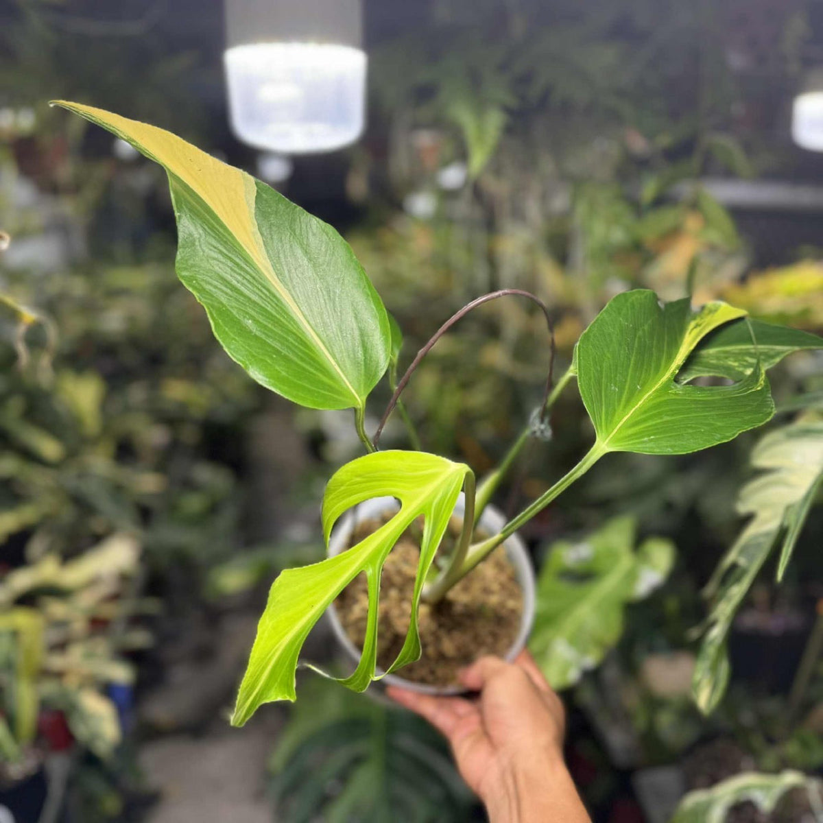 V4 モンステラ バールマルクスフレーム 【公式通販】