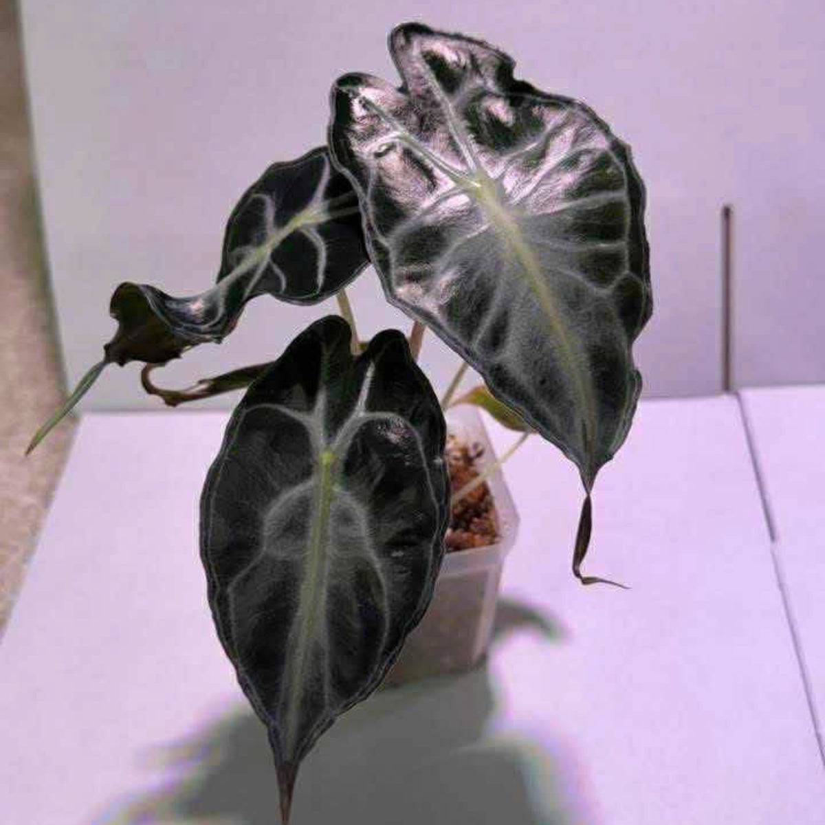 希少】アロカシア 'ベノム(ヴェノム)' – RARE PLANTS JAPAN (レア