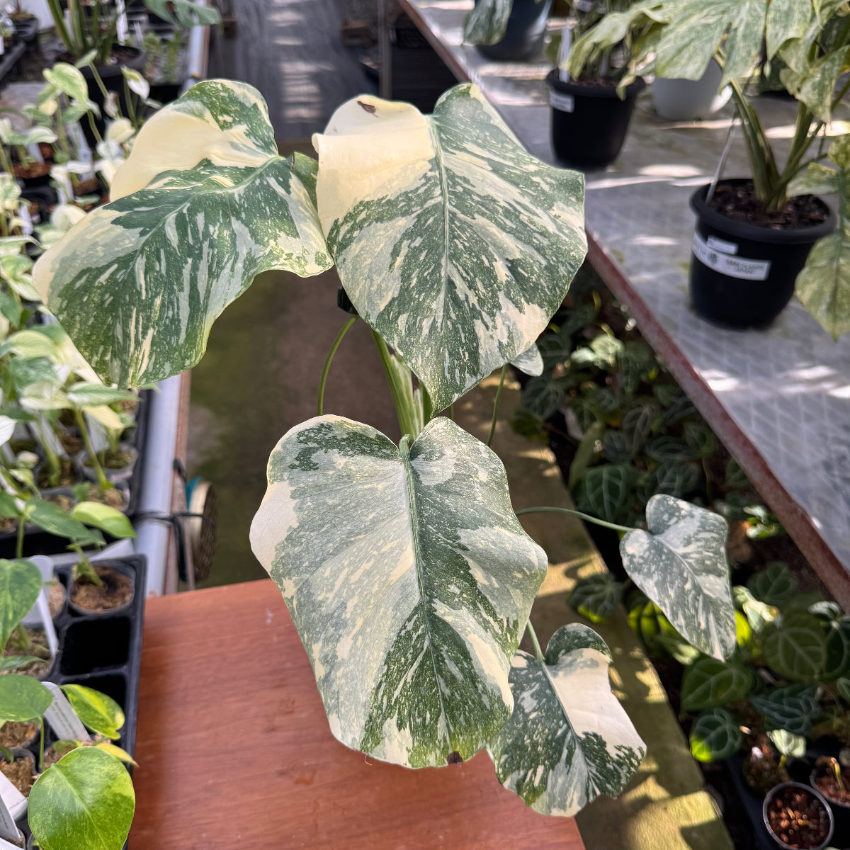 特大極上苗】モンステラ タイコンステレーション クリームブリュレ 6号