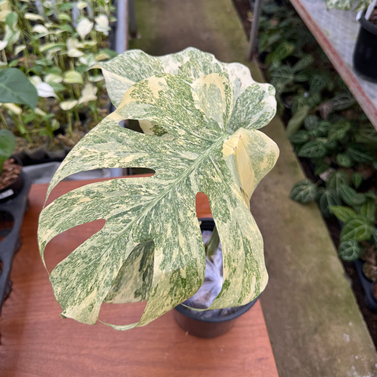 コレクション】モンステラ デリシオーサ 'タイコンステレーション