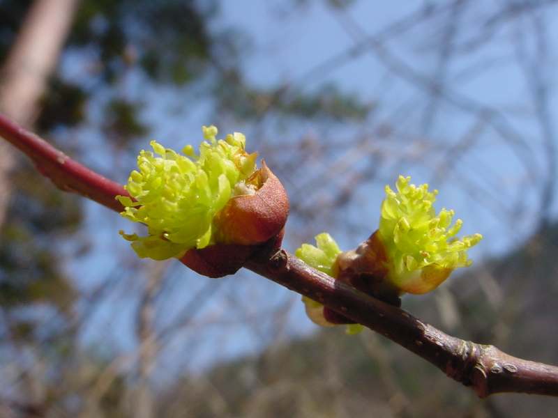 山好き、花好き : 早春の山にて、シロモジの花