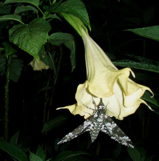 Slurping away on an Angel Trumpet