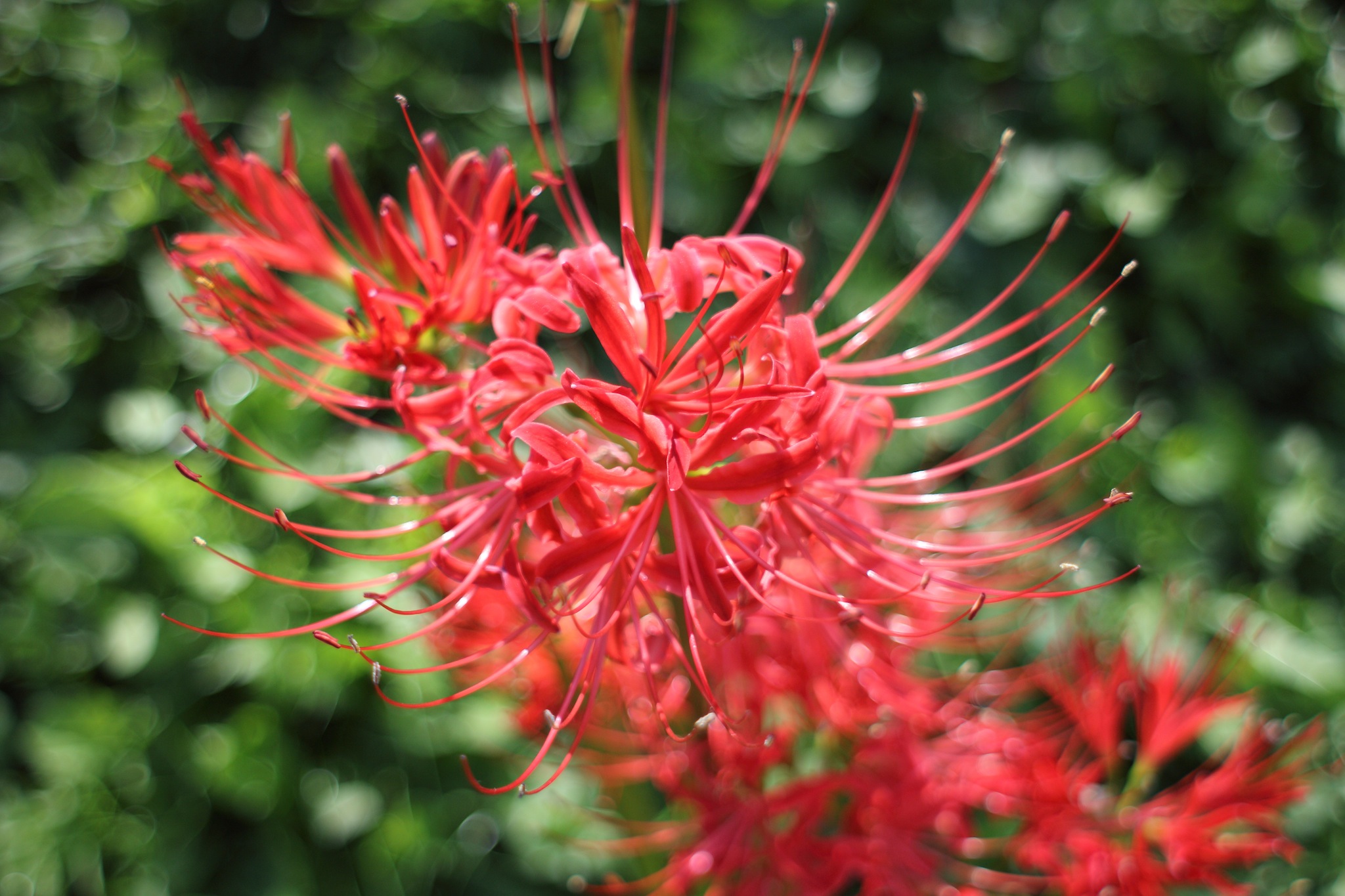 Panagor Auto Wide Angle 28mm F2.5 – SSK研究所 – 検証どうでしょう