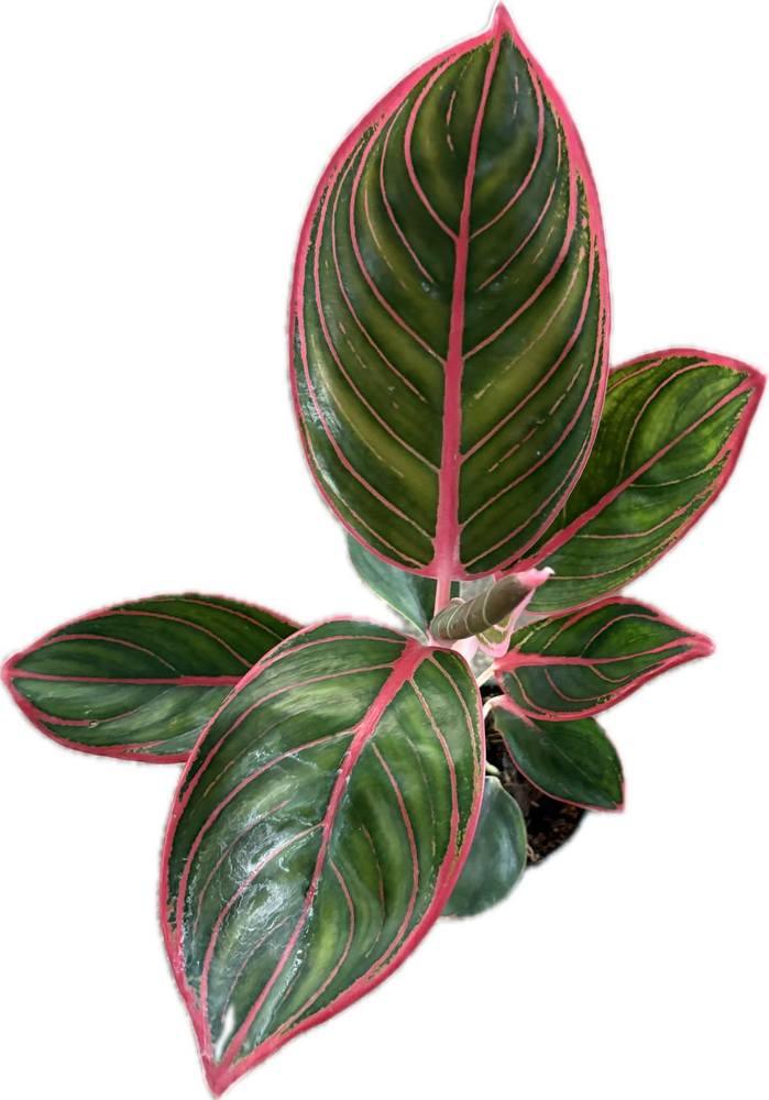 Aglaonema Khanza - TEG | Green Leaves with Vivid Pink Veins – Thai