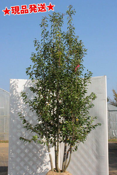 山採りソヨゴ株立4.0m | 八進緑産株式会社