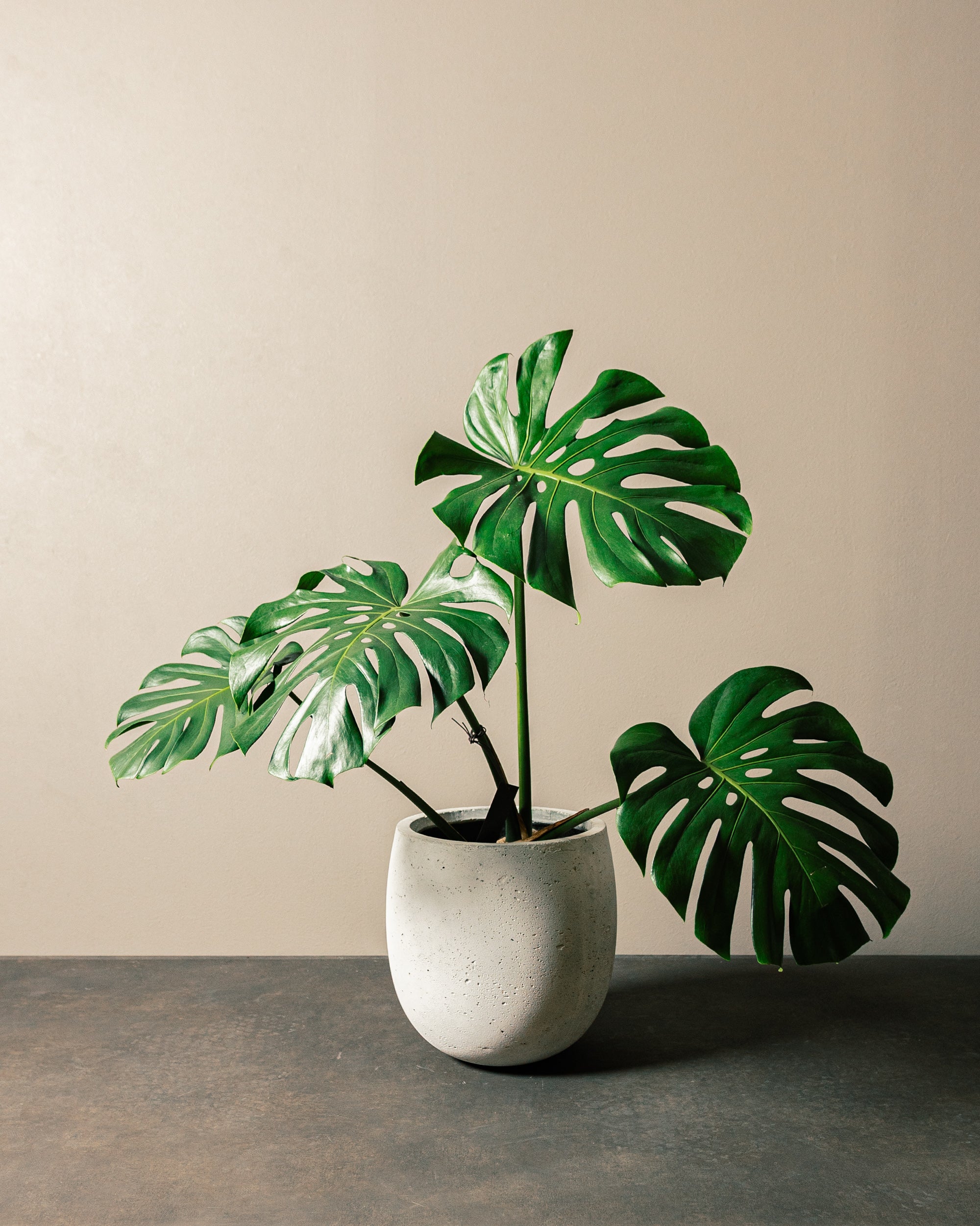 モンステラ・デリシオーサ – TIANA SHOWROOM