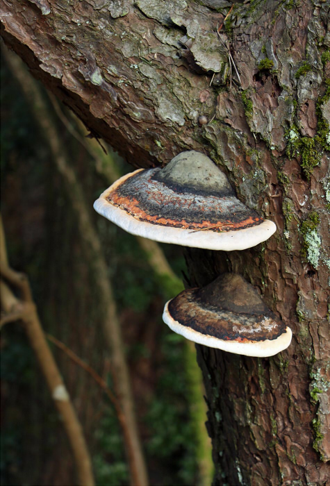 □Fomitopsis pinicola (ツガサルノコシカケ)