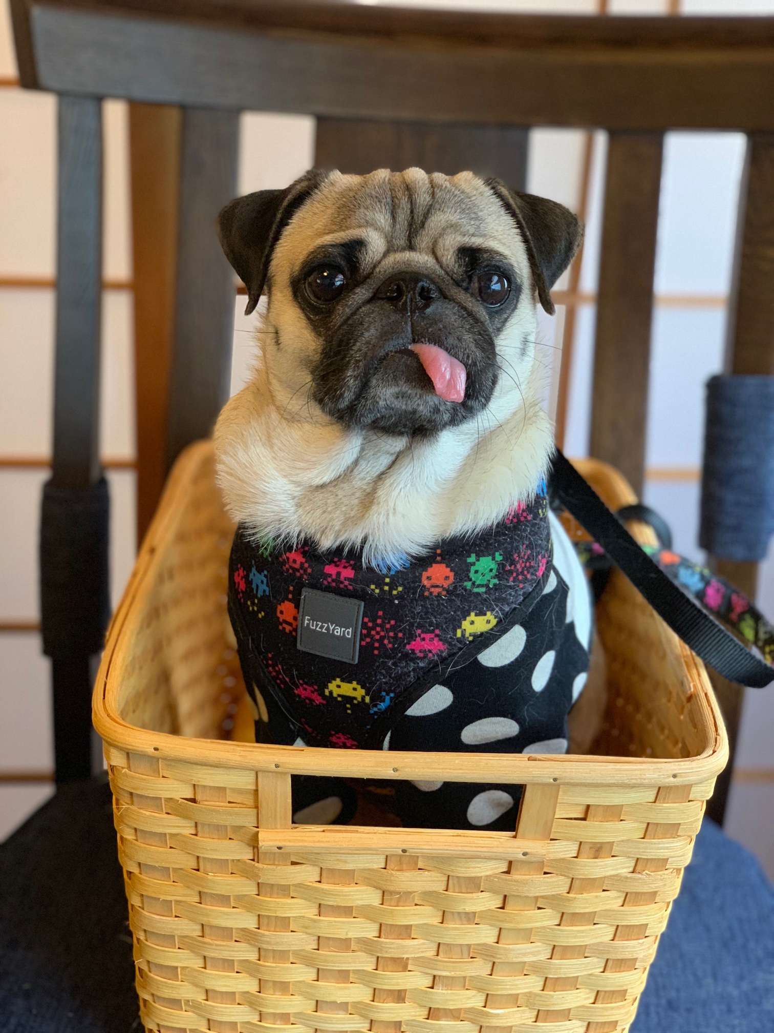 食いたいのは餌じゃない。ご馳走なんだ。 - Pug & Peace