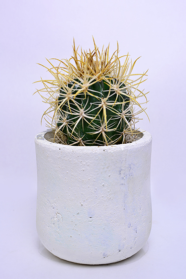 フェロカクタス 黄金冠 | 叢 – くさむら – Qusamura