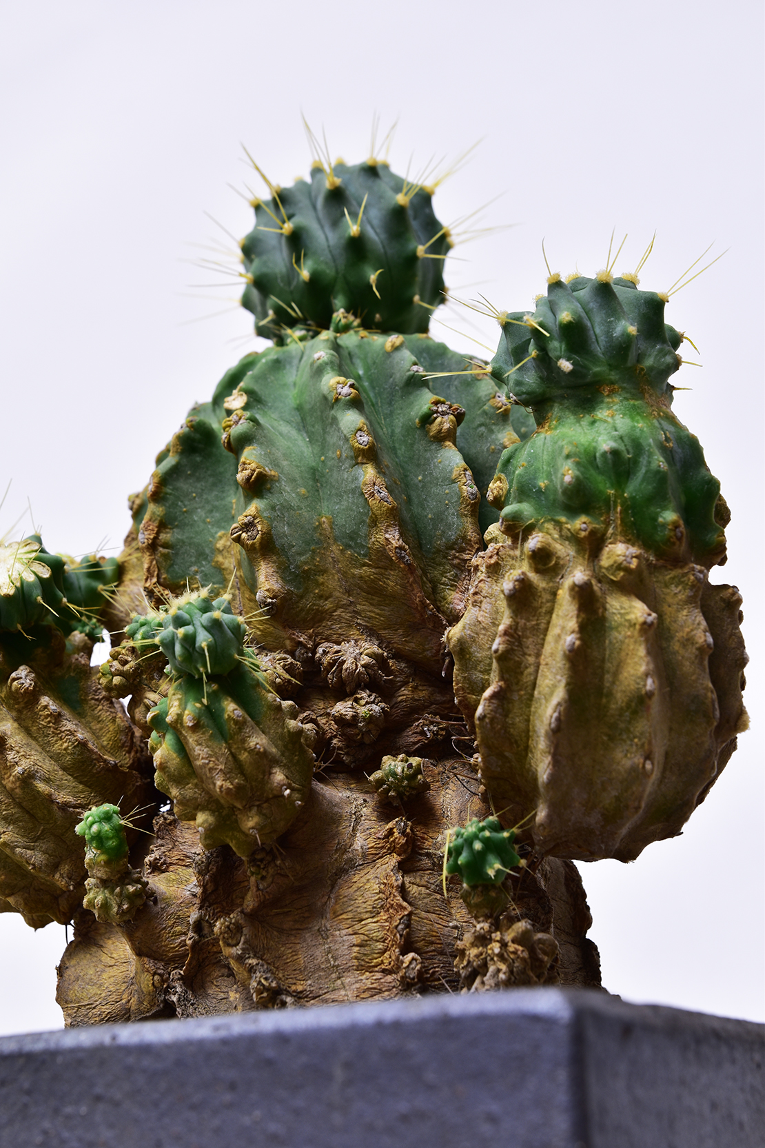 フェロカクタス 刺無王冠竜 古木 | 叢 – くさむら – Qusamura