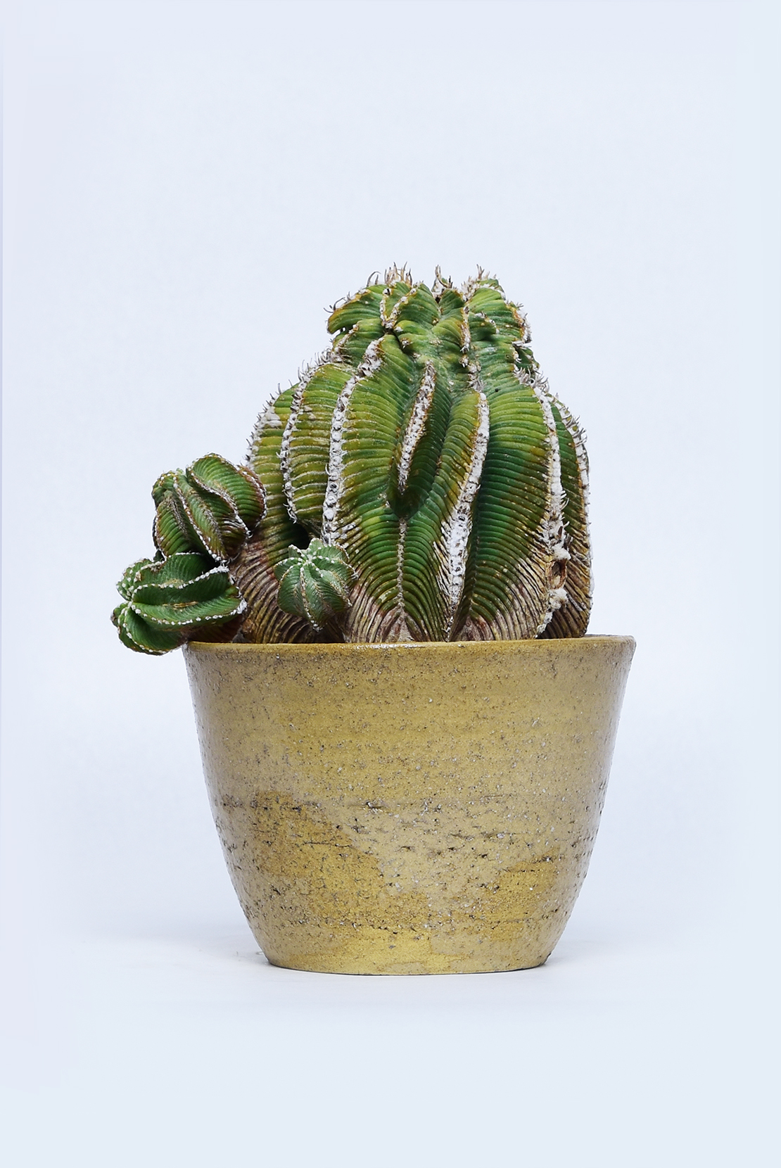 アズテキウム ヒントニー錦 | 叢 – くさむら – Qusamura