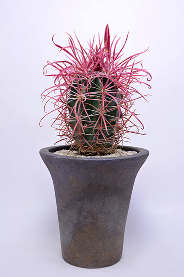 30/50 フェロカクタス 強刺刈穂玉 | 叢 – くさむら – Qusamura