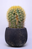 フェロカクタス 白鳥丸 | 叢 – くさむら – Qusamura