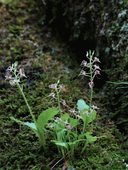 フガクスズムシソウ