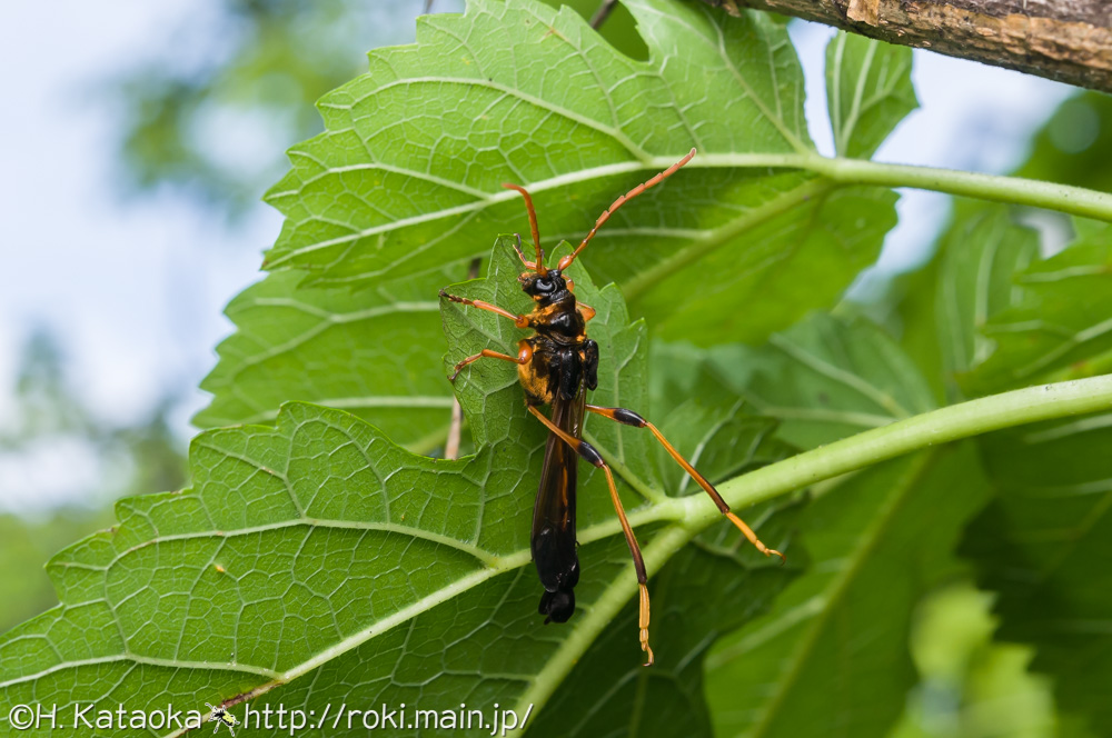 オニホソコバネカミキリ
