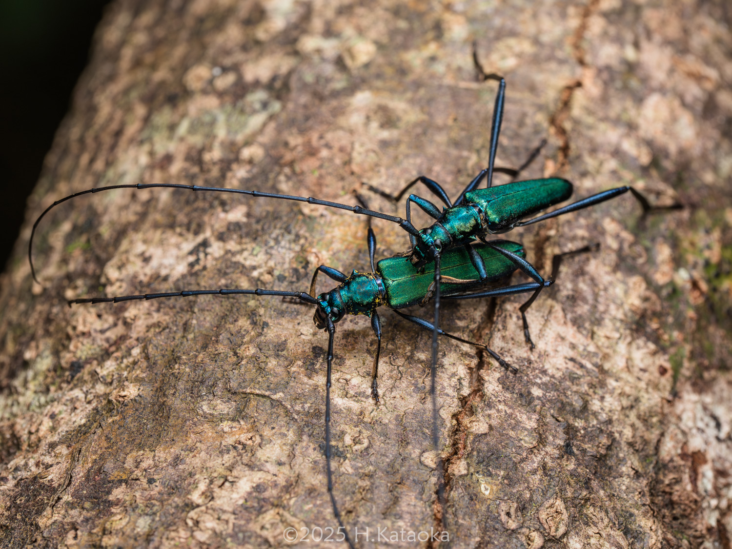 オオシマミドリカミキリ