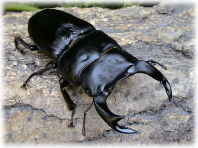 熊本産オオクワ