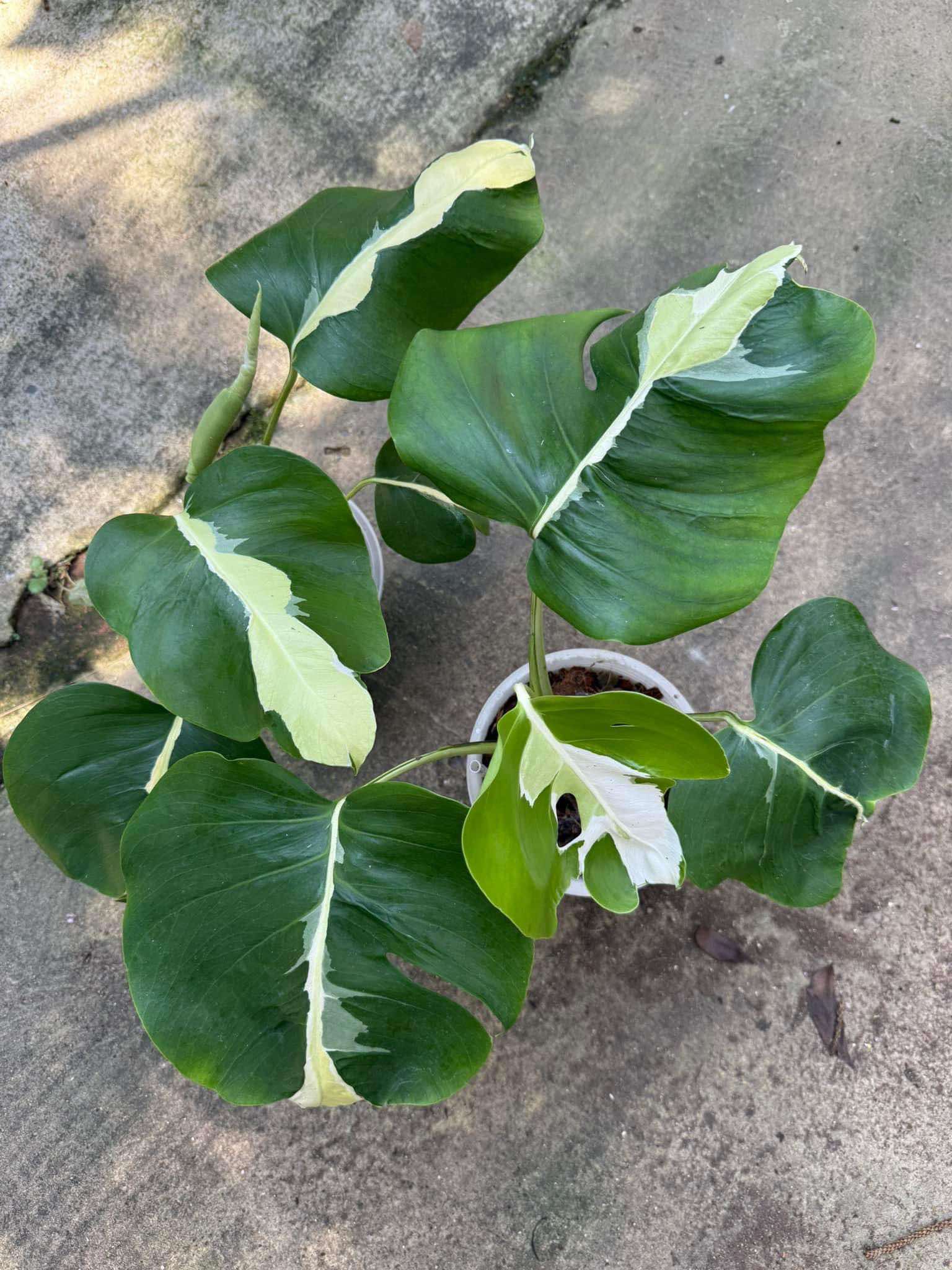 Monstera Deliciosa White Lava – TerraFlora Global