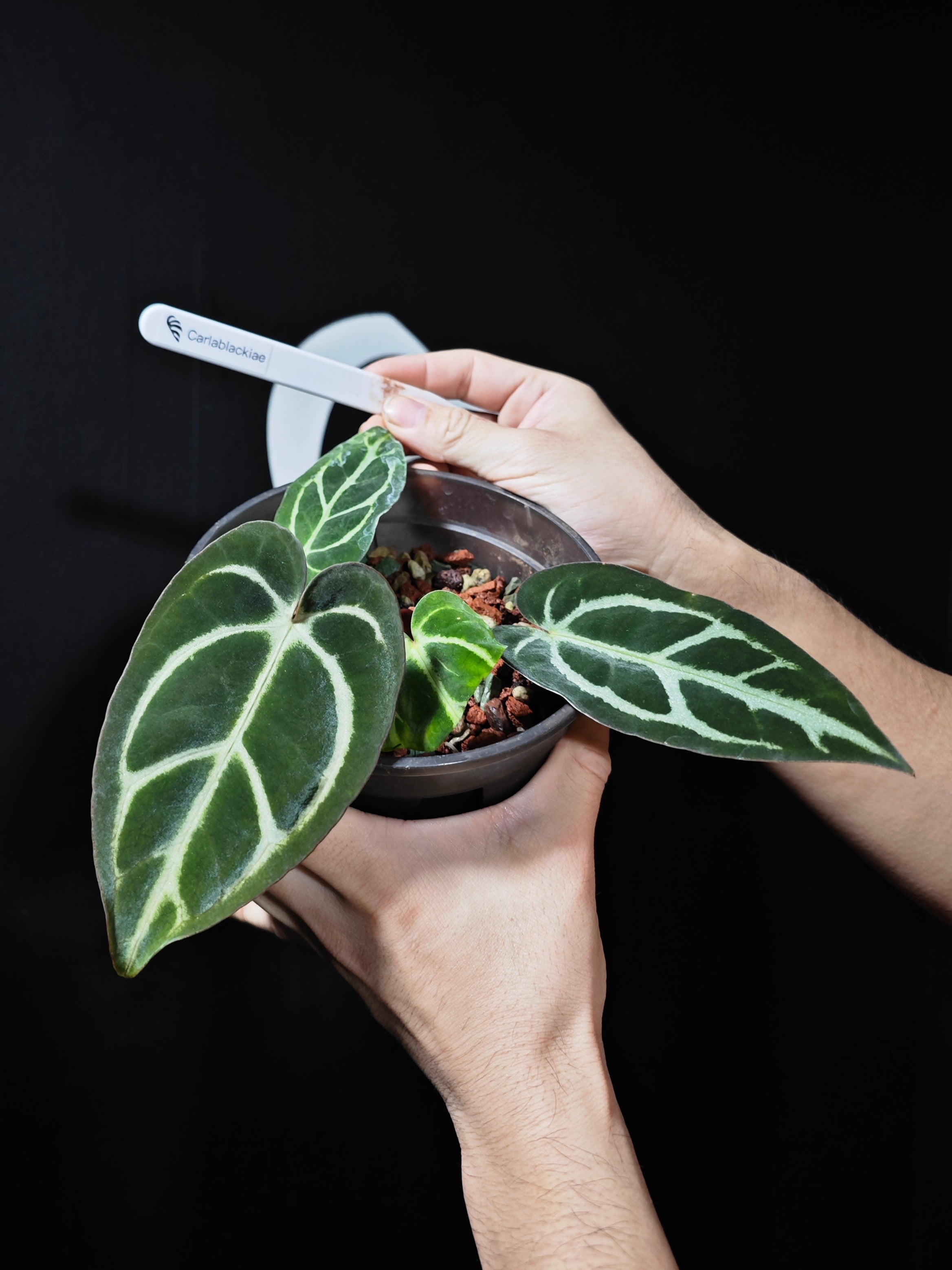 Anthurium Carlablackiae OG5 x RA4 - thebasements.com