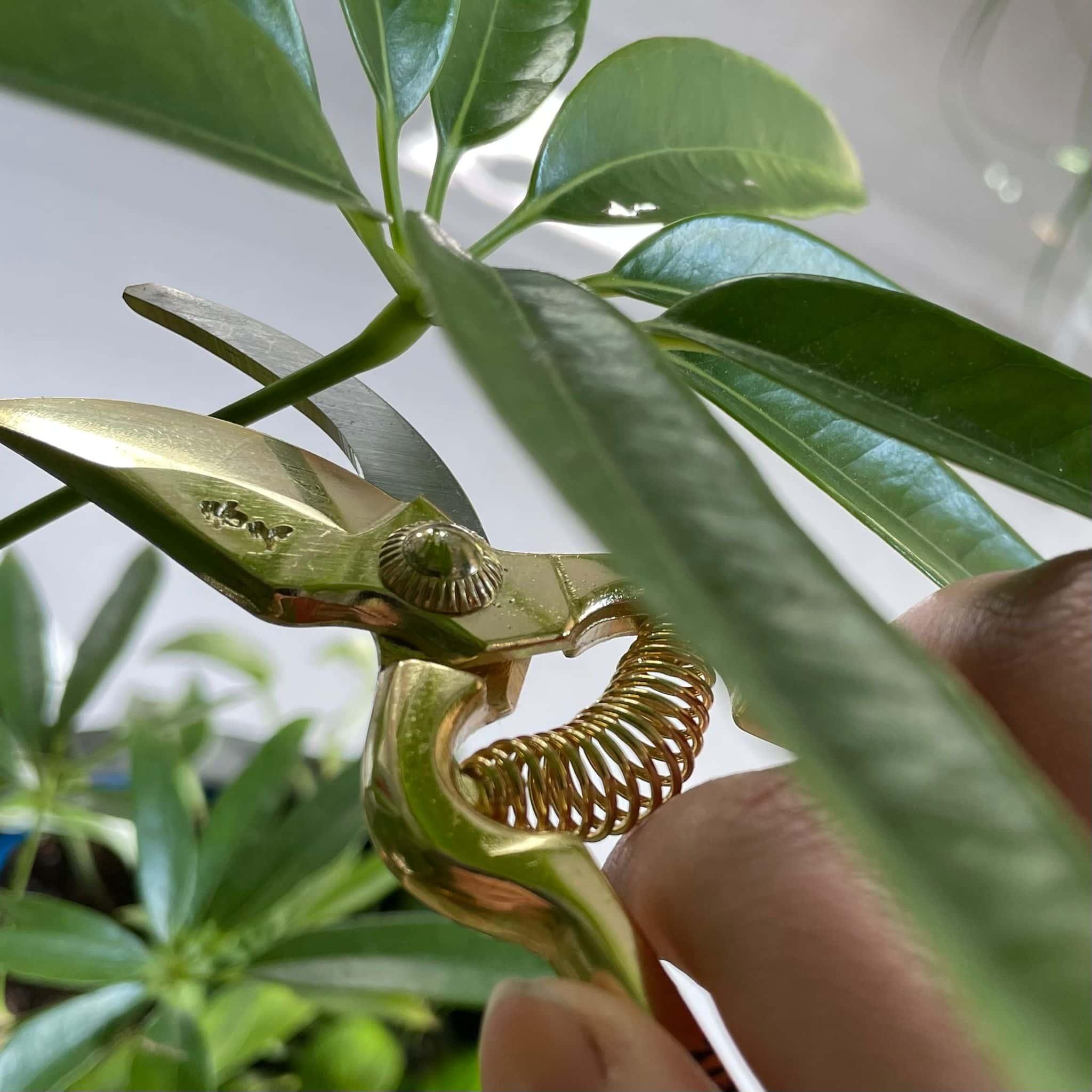 コンパクトミニ剪定鋏 The Plant Society x Toyama Hamono 限定