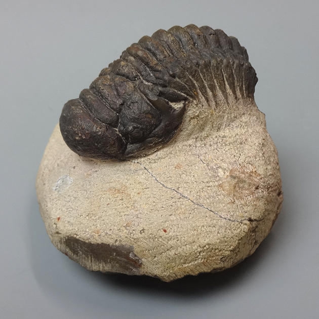 三葉虫（Crotalocephalina）｜化石販売・鉱物販売の東京サイエンス