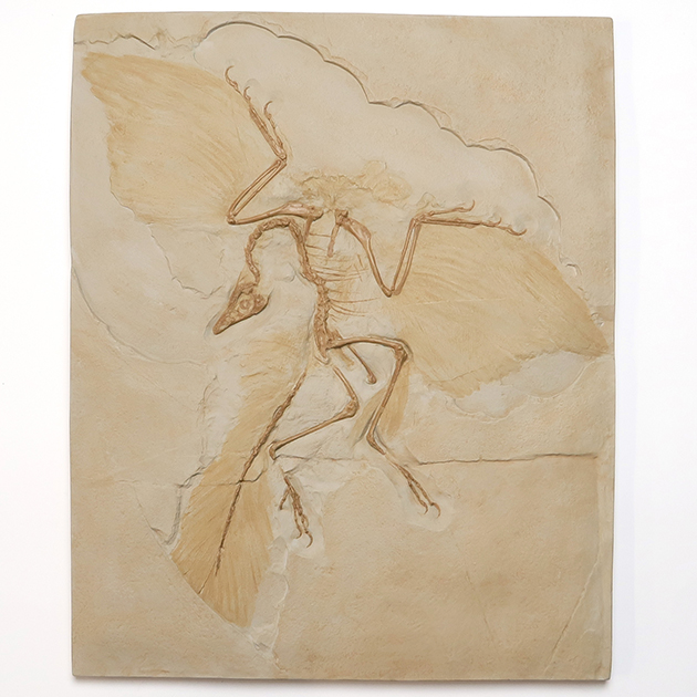 始祖鳥レプリカ｜化石販売・鉱物販売の東京サイエンス