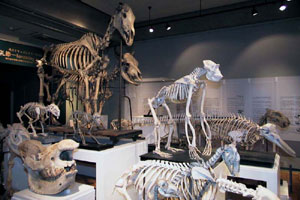 東京大学総合研究博物館 The University Museum, The University of Tokyo