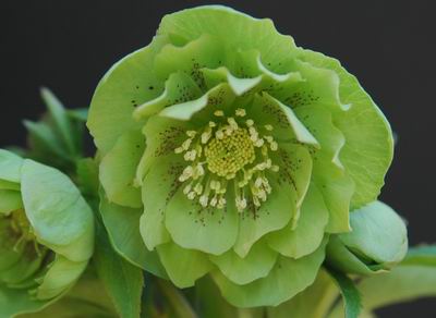 クリスマスローズのダブル（八重） 種通信販売 ＞ クリスマスローズ