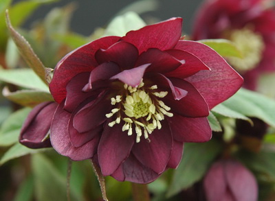 クリスマスローズのダブル（八重） 苗 販売 ＞ クリスマスローズ