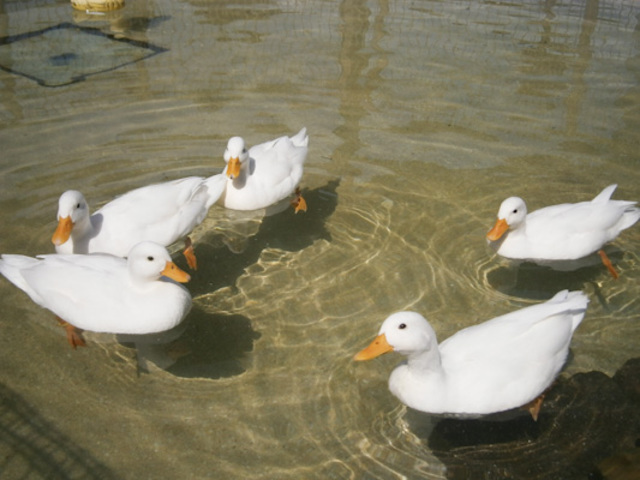 コールダック｜いきもの図鑑｜ZOO CAN DREAM PROJECT