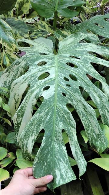 モンステラ・ホワイトモンスター 超希少白斑モンステラ | 希少植物の