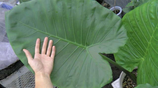 原種 世界最大 アロカシア ロブスタ サトイモ科 アロイド パルダリウム
