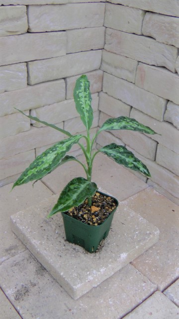 Aglaonema pictum tricolor シボルガ産の小型トリカラー | 希少植物の