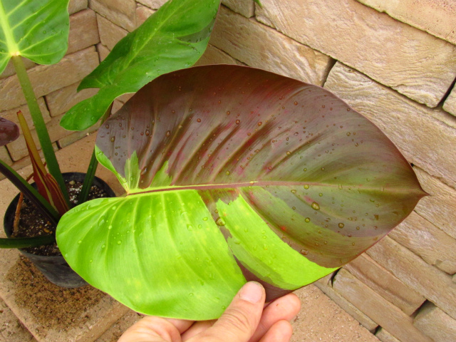 フィロデンドロン インペリアル・イエローフレーム 画像の現品個体