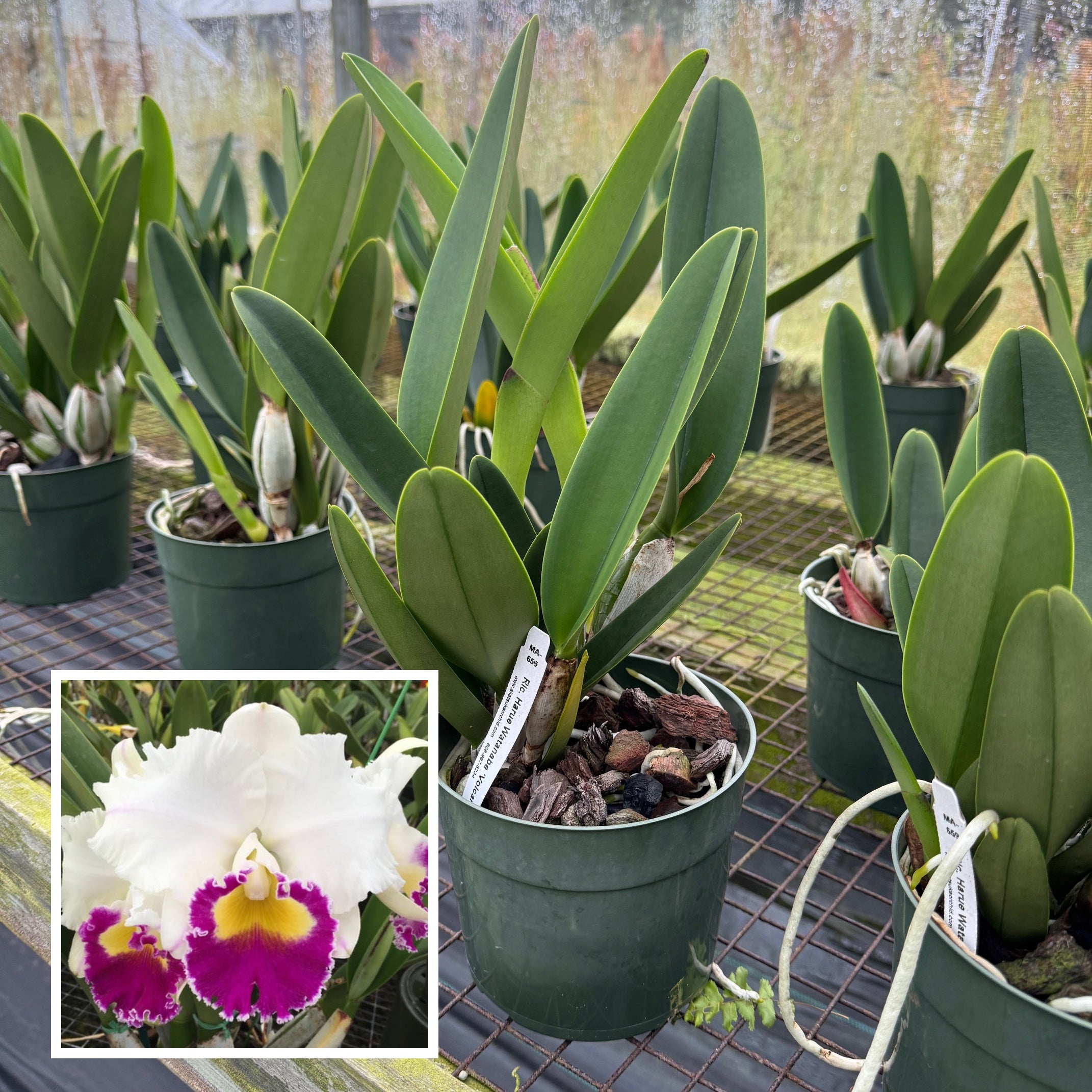 Rlc. Harue Watanabe 'Volcano Queen' (5.5