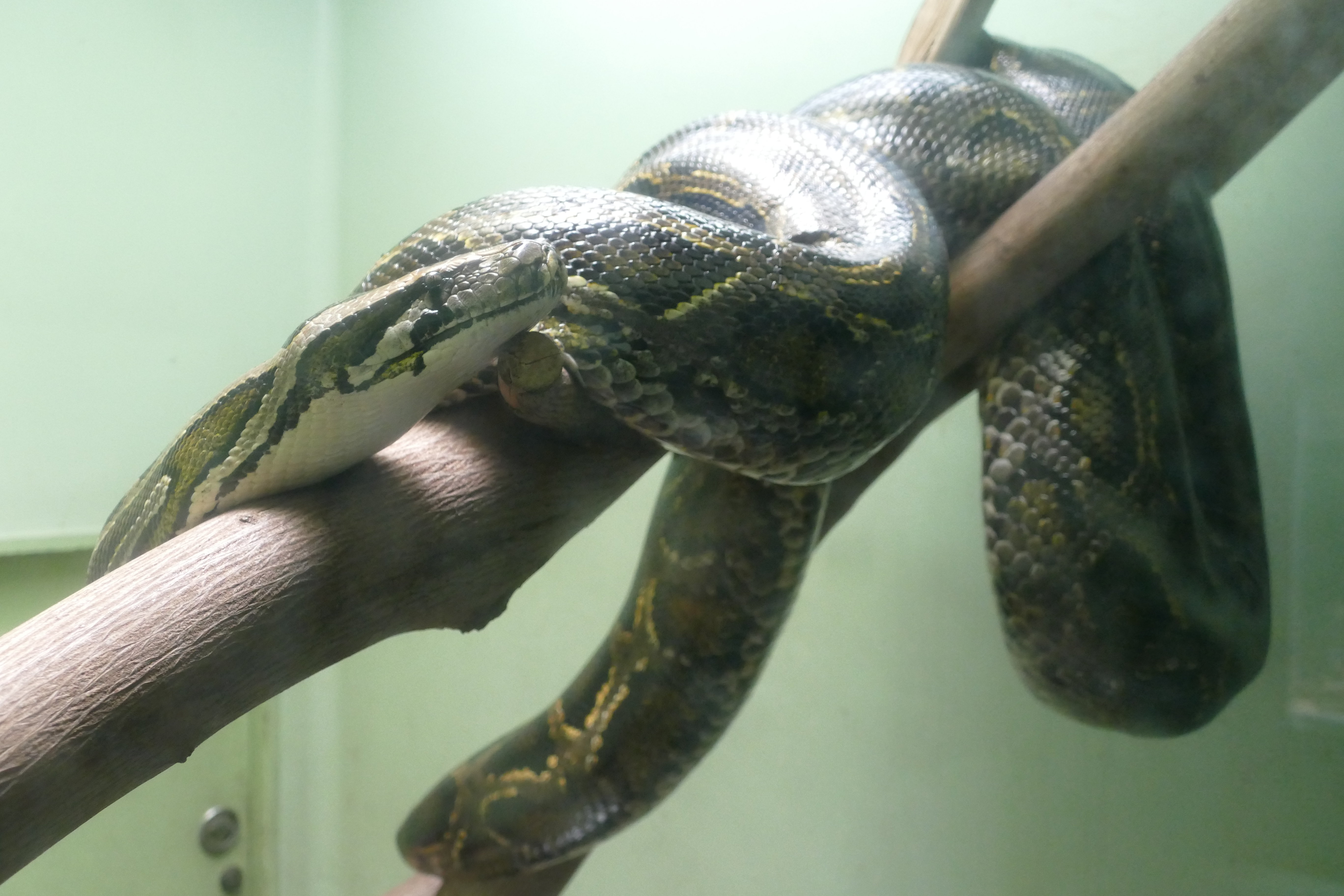 はちゅうるい館の仲間たち（2）ビルマニシキヘビ｜飼育係のasazoo