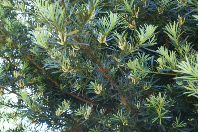 跡見群芳譜(樹木譜 イヌマキ)