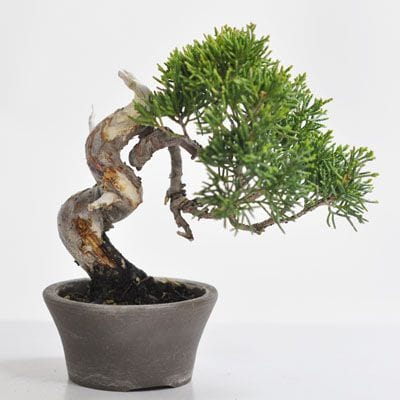 真柏 1点もの No.309の盆栽を販売｜入門は盆栽妙 – 盆栽妙 本店