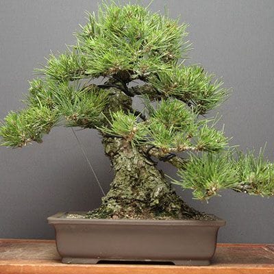 黒松 中品盆栽 樹齢30年の一点物盆栽を販売｜盆栽妙 – 盆栽妙 本店