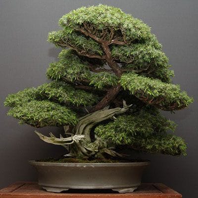 山採り杜松 大品盆栽 樹齢80年の一点物盆栽を販売｜盆栽妙 – 盆栽妙 本店