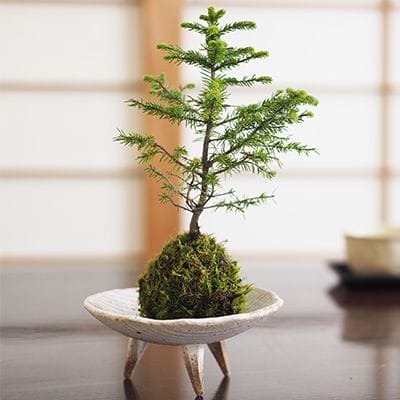 エゾ松の苔玉｜盆栽妙 – 盆栽妙 本店