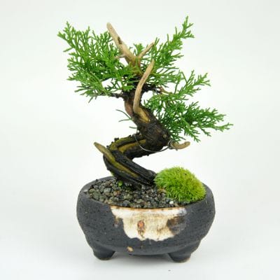 小品 真柏の盆栽を販売｜盆栽妙 – 盆栽妙 本店